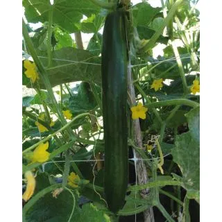 Compra PEPINO GUSTOFF F1 (1.000 Semillas). en la tienda online Fito Agrícola