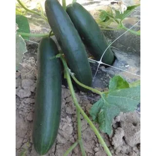 Compra PEPINO KINTARO F1 (1.000 Semillas). en la tienda online Fito Agrícola