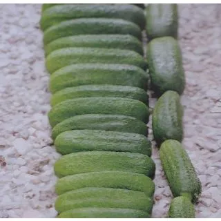 Compra PEPINILLO MANDY F1 (1.000 Semillas) en la tienda online Fito Agrícola