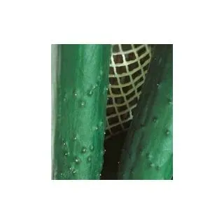 Compra PEPINO MARKETMORE (500 gr.). en la tienda online Fito Agrícola