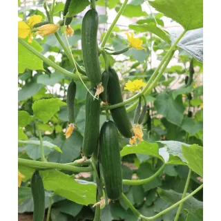 Compra PEPINO PB 645 F1 (1.000 Semillas). en la tienda online Fito Agrícola