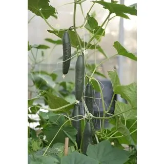 Compra PEPINO NABILA F1 (1.000 Semillas). en la tienda online Fito Agrícola