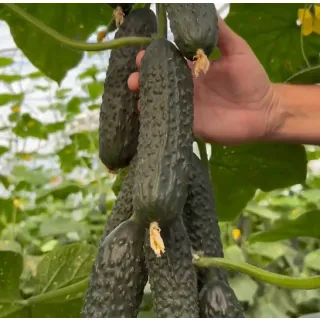 Compra PEPINO PANTANI F1 (1.000 Semillas) en la tienda online Fito Agrícola