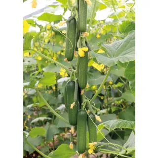 Compra PEPINO PB 646 F1 (1.000 Semillas). en la tienda online Fito Agrícola