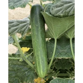 Compra PEPINO TENDERNESS F1 (1.000 Semillas). en la tienda online Fito Agrícola