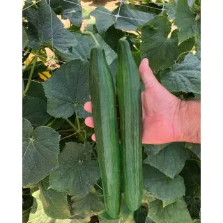 Compra PEPINO VISTA F1 (1.000 Semillas). en la tienda online Fito Agrícola