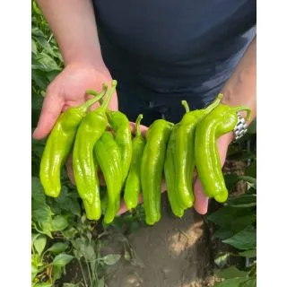 Compra PIMIENTO GENNARI F1 (1.000 Semillas) en la tienda online Fito Agrícola