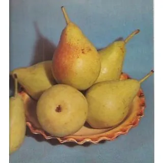 Compra PERAL BLANQUILLA en la tienda online Fito Agrícola