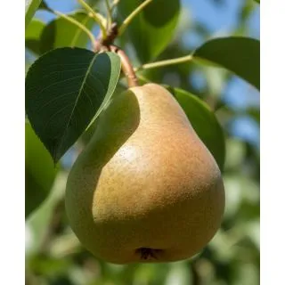 Compra PERAL ROMA en la tienda online Fito Agrícola