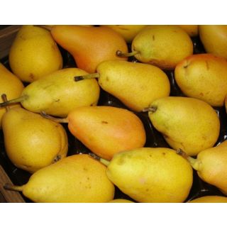 Compra PERAL LIMONERA en la tienda online Fito Agrícola