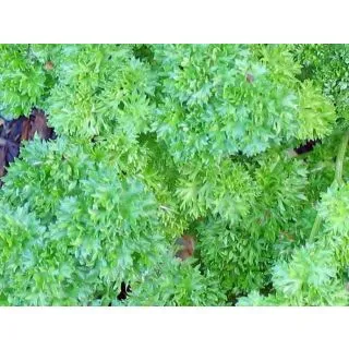 Compra PEREJIL RIZADO CURLED (144 Plantas). en la tienda online Fito Agrícola