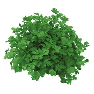 Compra PEREJIL LAURA (50 gr.). en la tienda online Fito Agrícola