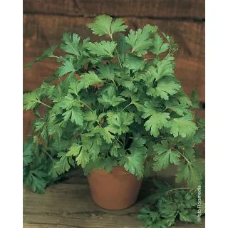 Compra PEREJIL COMUNE 2 (100.000 Semillas). en la tienda online Fito Agrícola