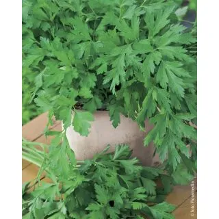 Compra PEREJIL GIGANTE D’ITALIA (100.000 Semillas). en la tienda online Fito Agrícola