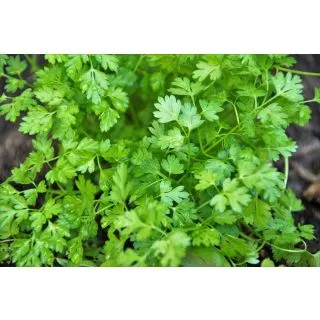 Compra PERIFOLLO COMUN Sin Tratar (100.000 Semillas) en la tienda online Fito Agrícola