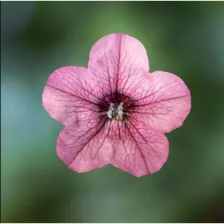 Compra PETUNIA DAMASK® ROSE VEINED Pildorada F1 (1000 Semillas). en la tienda online Fito Agrícola