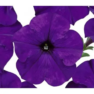 Compra PETUNIA DREAMS AZUL (240 Plantas). en la tienda online Fito Agrícola