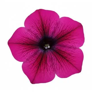 Compra PETUNIA DREAMS BURGUNDY (240 Plantas). en la tienda online Fito Agrícola