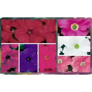 Compra PETUNIA DREAMS MIX (240 Plantas). en la tienda online Fito Agrícola