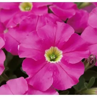 Compra PETUNIA DREAMS PINK (240 Plantas). en la tienda online Fito Agrícola