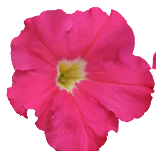 Compra PETUNIA DREAMS ROSE (240 Plantas). en la tienda online Fito Agrícola