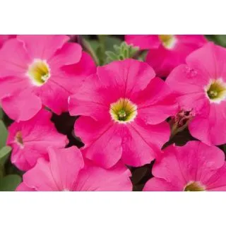 Compra PETUNIA EZ RIDER PINK (240 Plantas). en la tienda online Fito Agrícola