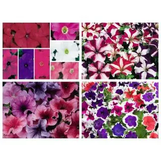 Compra PETUNIA GRANDIFLORA MIX (240 Plantas). en la tienda online Fito Agrícola