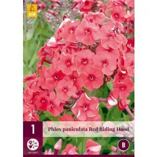Compra PHLOX PANICULARA RED RIDING HOOD en la tienda online Fito Agrícola