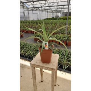 Compra PIÑA TROPICAL QUEEN VICTORIA en la tienda online Fito Agrícola