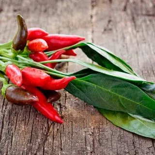 Compra PIMIENTO TABASCO AB (30 Semillas). en la tienda online Fito Agrícola