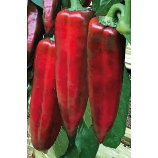 Compra PIMIENTO AMULETO F1 (1.000 Semillas) en la tienda online Fito Agrícola