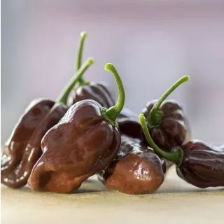 Compra PIMIENTO PICANTE HABANERO CHOCOLATE M11 en la tienda online Fito Agrícola