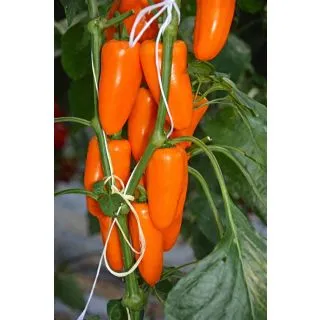 Compra PIMIENTO SNACKING (orange) F1 (250 Semillas). en la tienda online Fito Agrícola