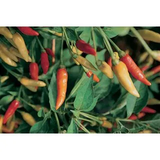 Compra PIMIENTO TABASCO (1000 Semillas) en la tienda online Fito Agrícola