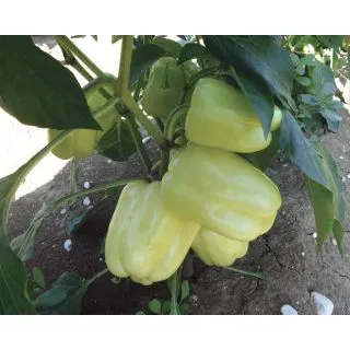 Compra PIMIENTO CEDRINO F1 (1.000 Semillas). en la tienda online Fito Agrícola