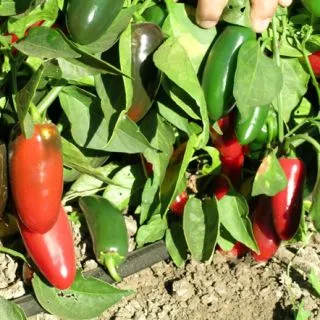 Compra PIMIENTO JALADURO F1 (1.000 Semillas) en la tienda online Fito Agrícola