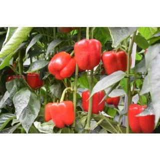 Compra PIMIENTO ADARGA F-1 (1.000 Semillas). en la tienda online Fito Agrícola