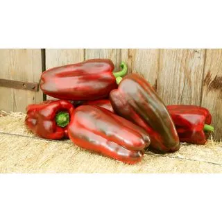 Compra PIMIENTO AIRONE F1 (1.000 Semillas) en la tienda online Fito Agrícola