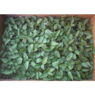 Compra PIMIENTO ALMANZOR F-1 EPS104 en la tienda online Fito Agrícola