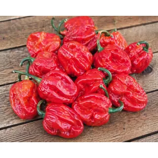 Compra PIMIENTO AVENIR F1 Sin Tratar (1.000 Semillas) en la tienda online Fito Agrícola