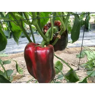 Compra PIMIENTO BARBOTEN RZ F1 Precisión (1000 Semillas). en la tienda online Fito Agrícola