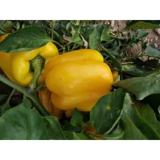 Compra PIMIENTO BETICO F-1 (1.000 Semillas). en la tienda online Fito Agrícola