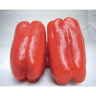 Compra PIMIENTO BRACE F1 (5.000 Semillas) en la tienda online Fito Agrícola