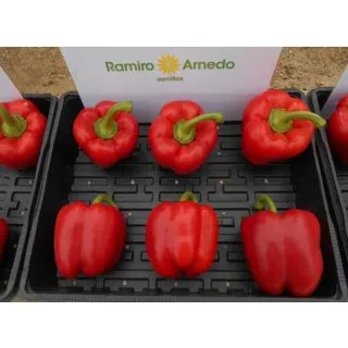 Compra PIMIENTO BROQUEL F-1 (1.000 Semillas). en la tienda online Fito Agrícola