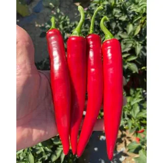 Compra PIMIENTO BRUCIORE F1 (1.000 Semillas) en la tienda online Fito Agrícola