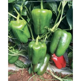 Compra PIMIENTO RED CARPET F1 (1.000 Semillas) en la tienda online Fito Agrícola