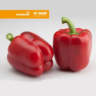 Compra PIMIENTO CARSON F1 (1.000 Semillas) en la tienda online Fito Agrícola