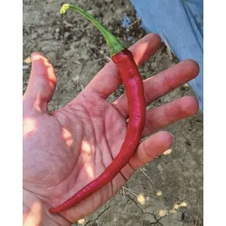 Compra PIMIENTO CHEYENNE (5.000 Semillas) en la tienda online Fito Agrícola