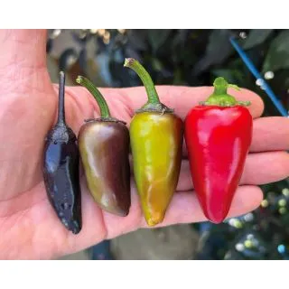 Compra PIMIENTO CONDOR F1 (500 Semillas) en la tienda online Fito Agrícola