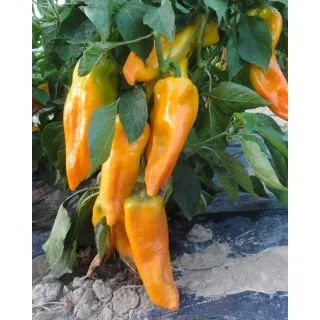 Compra PIMIENTO CORNO DI TORO GIALLO (1.000 Semillas) en la tienda online Fito Agrícola